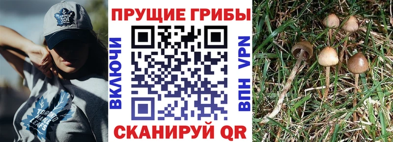 Галлюциногенные грибы Psilocybe  мега вход  Кодинск 